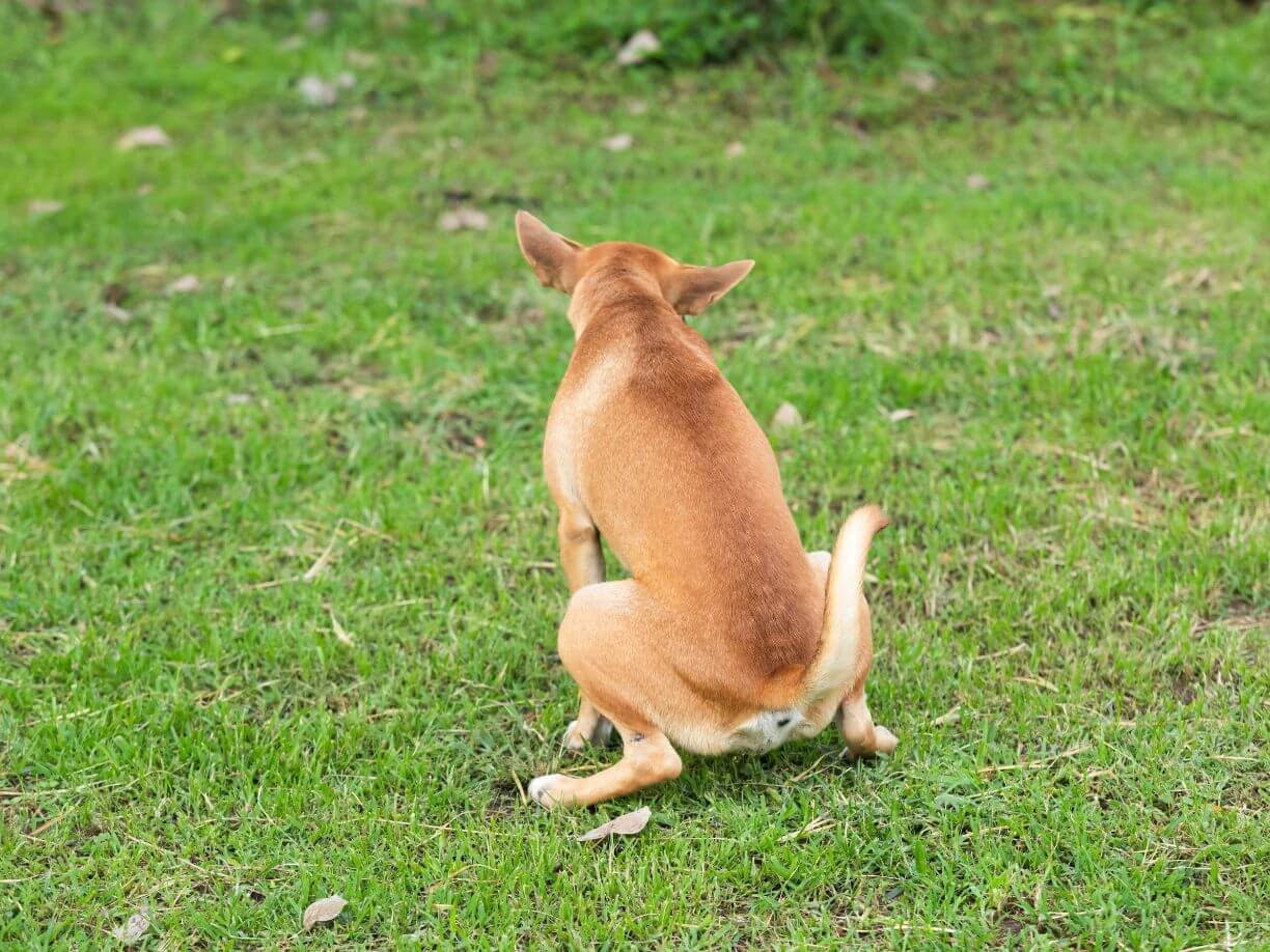 hond zindelijk maken