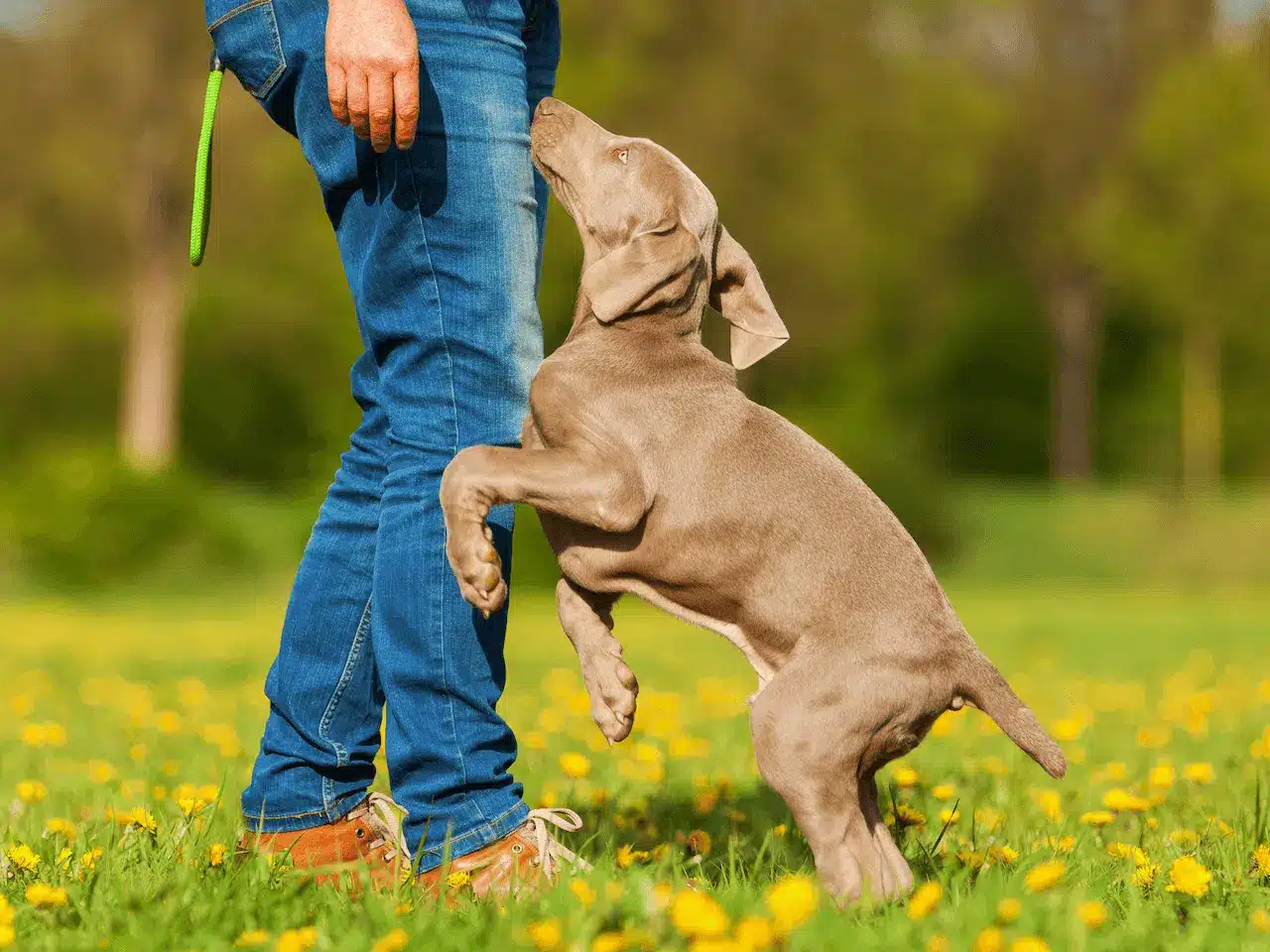 hond springt tegen mensen op tijdens wandelen