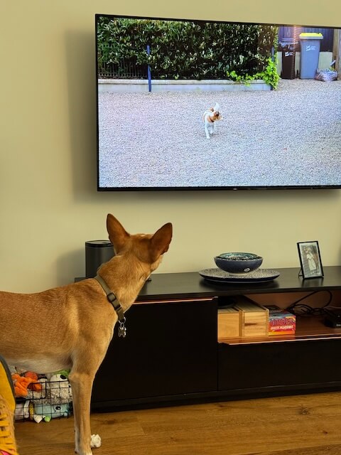 Hond blaft naar de TV